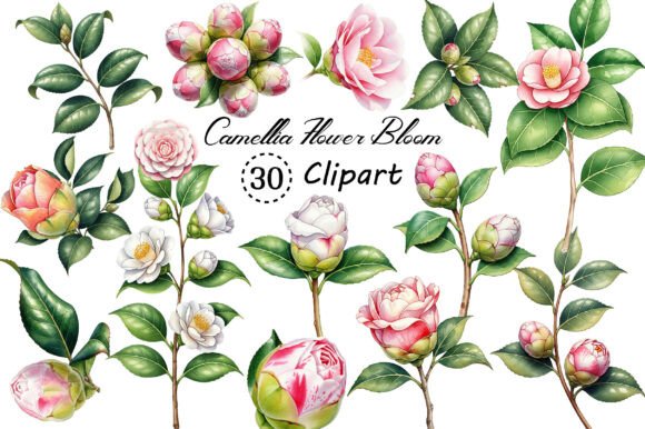 Download Camellia Flower Bloom PNG Clipart - Bloom Collection